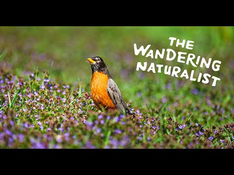 Episode 239: Toxic Trails of Neonicotinoids – Neonics in the Water