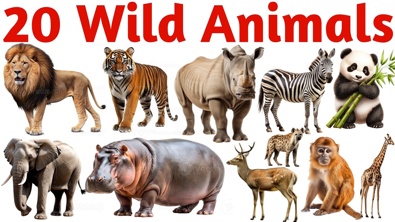 20 Wild Animals Names in English | Jungle & Forest Animals for Kids ...