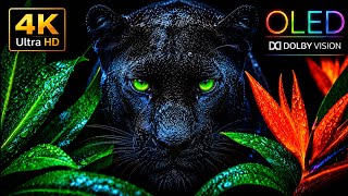 ​Breathtaking 4K HDR Nature Relaxation • Deep Black OLED Test 60fps [Dolby Vision]