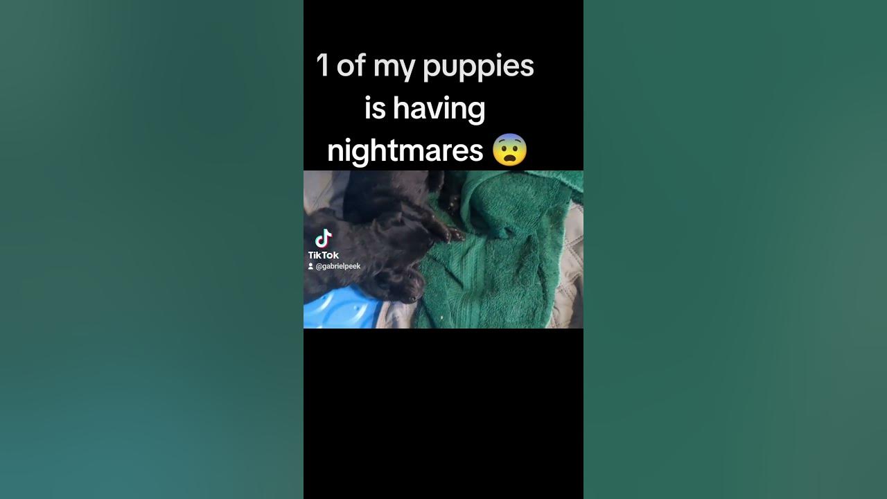 My puppy is having nightmares! 😨 YouTube