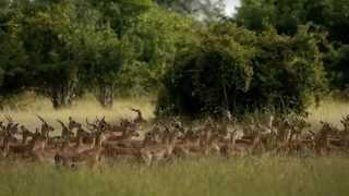 Norman Carr Safaris | South Luangwa National Park | Zambia | Expert Africa