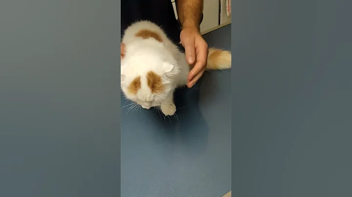 Watch the video about Visite vétérinaire, Highland Fold (Scottish Longhair) #vet #veto #pets #petlover #catlover #cat