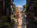 Moon Prism Power Meets Japan in an Old Town Setting 🌙✨"