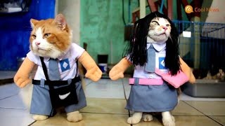 Kucing Lucu Bisa Pergi Sekolah  Kostum Kucing Keren