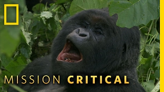 A Hard Life For a Gorilla | Mission Critical