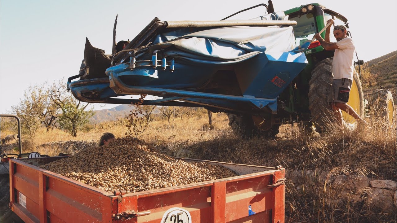 Cosecha Mecanizada de Almendra - Plantación Tradicional de Secano