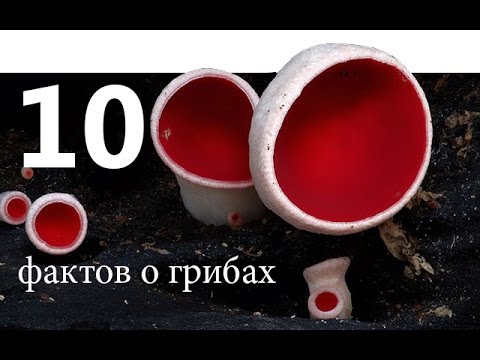 10 БЕЗУМНЫХ ФАКТОВ О ГРИБАХ