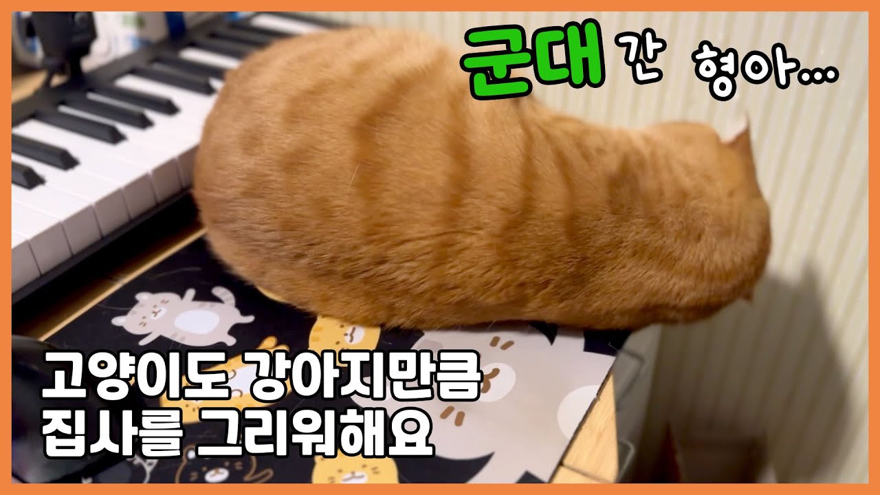 군대 간 집사 형아 냄새 맡고 뒹구는 고양이 (심쿵 ㅠㅠ) | 고양이도 강아지만큼 집사를 그리워해요