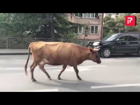 ძროხებმა ნუცუბიძეზე საცობი შექმნეს