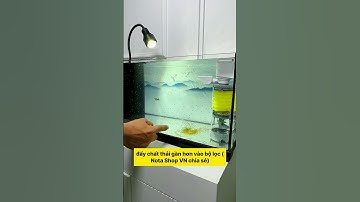 Nâng cấp bể cá của bạn với công nghệ mới: Bộ lọc 3 trong 1 sẽ làm bạn hài lòng! #fish #notashopvn