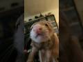 More Fur Then It Seems More Fur Then It Seems