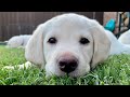 LAST DAY TOGETHER! Lab Puppies LIVE STREAM Puppy Cam July 14 Pt 3