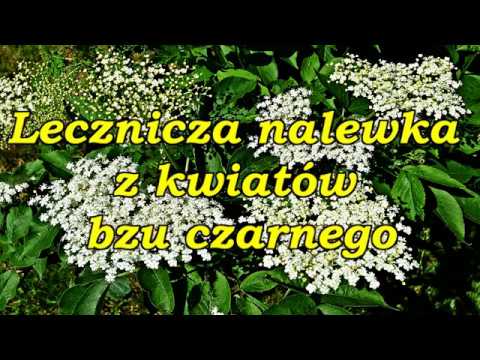 Wideo: Czarny Bez - Roślina Ozdobna I Lecznicza