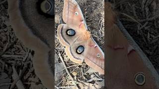 Look at this cool moth!
