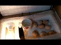 Egg Hatching Day 2 Urdu/Hindi