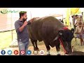 युवराज जैसा बुल न देखा होगा || Yuvraj Best Murrah Bull || कैसे तैयार करे युवराज जैसा मुर्राह बुल