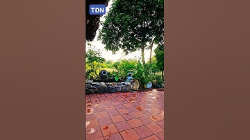 Vì sao kiêng trồng cây Dâu Tằm trước nhà #tamdaonui #sanvuondep