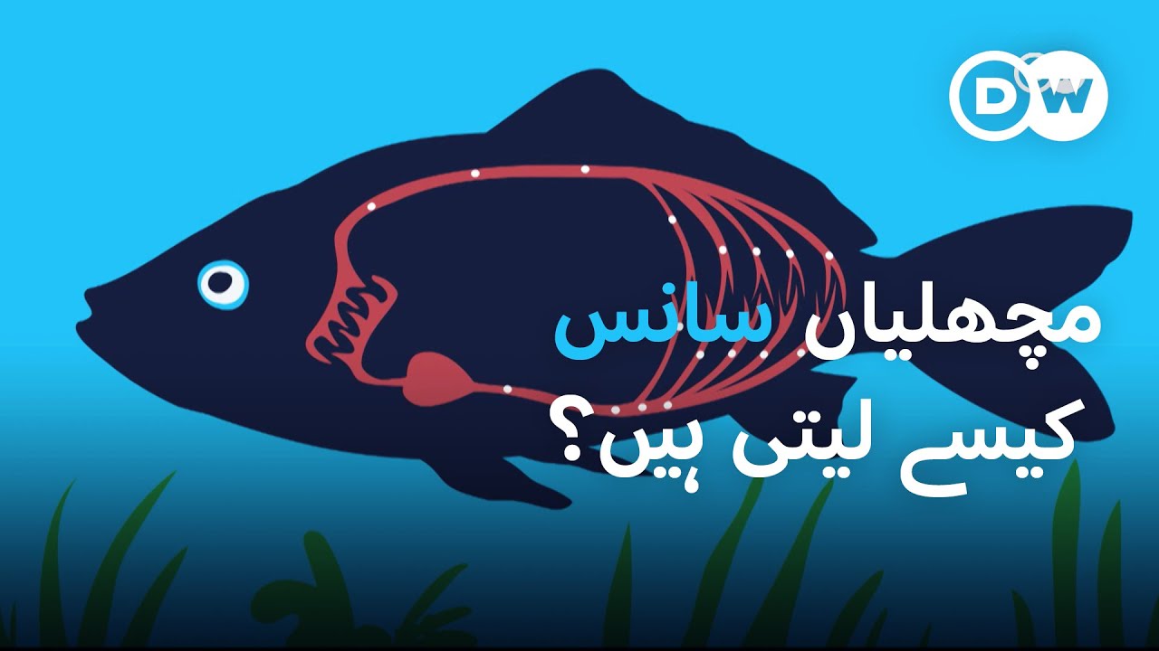 زندہ رہنے کے لیے مچھلیاں کس طرح سانس لیتی ہیں؟ | DW Urdu | How Do Fish ...