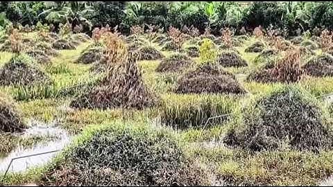 Chấn Động Miền Tây Tiền Giang Vỡ Đê  Hàng Trăm Công Sầu Riêng Mất Trắng