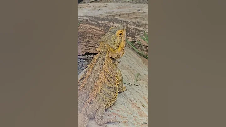 Inland bearded dragon basking under the lamp #lizard #reptiles #zoo #animals #australianAnimals