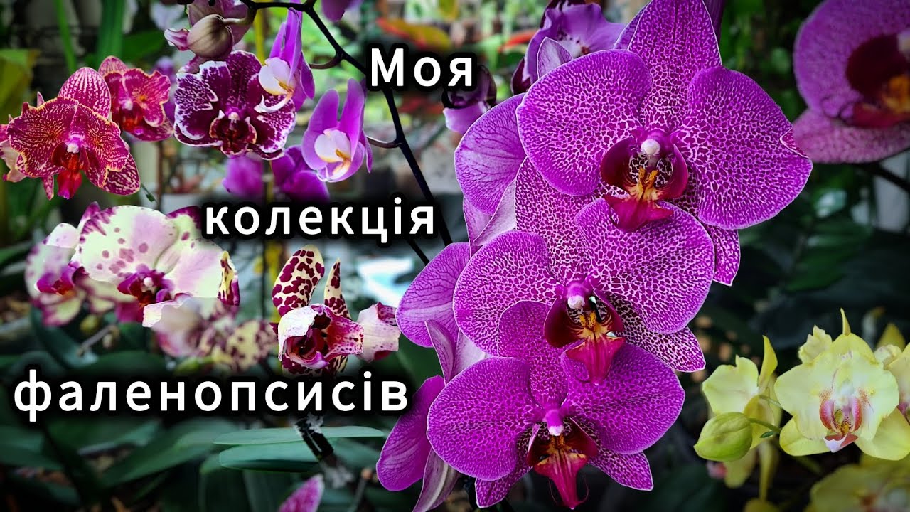 Цвітіння моїх ФАЛЕНОПСИСІВ - метелики, триліпси і не тільки. Огляд моєї колекції орхідей