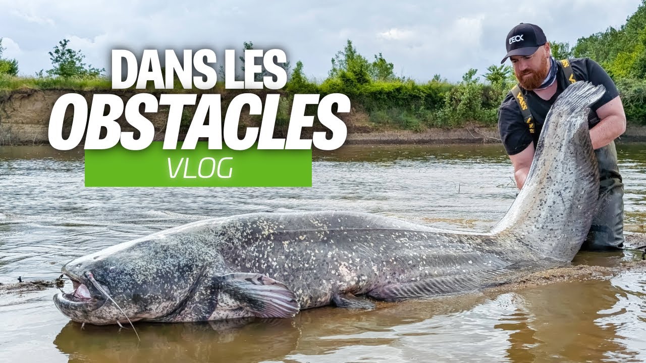 On prend un POISSON GEANT directement au cœur des branches