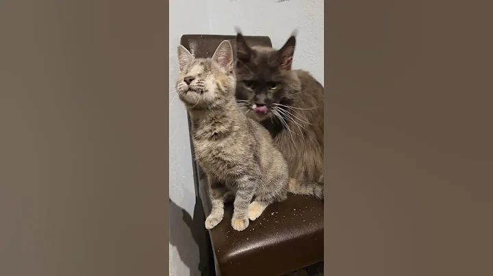 Watch the video about Lillith & Leonardo da Vinci 🫶🏻💜 #blindcats #cat #kitten #mainecoon #music
