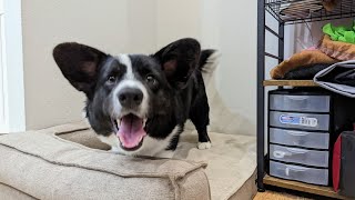 What is like when cardigan corgi does not listen to you | Totle The Corgi Ep.28