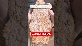 Conchas fósseis #geologia #biologia #jurassicpark #jurassicworld #molusco #ensino