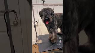 Bouvier Des Flandres Grooming