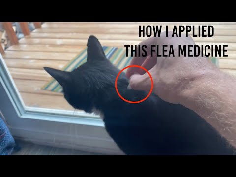 Video: Kā dot Cat Comfortis blusu tabletes