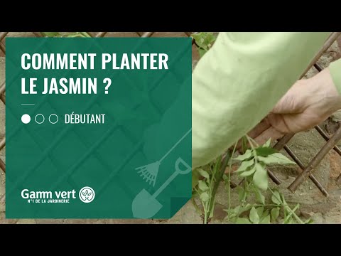 Jasmin : plantation, exposition et floraison - Gamm vert