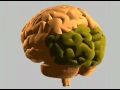 How the human brain works   youtube
