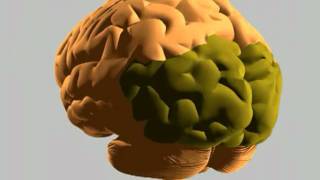 How the human brain works   YouTube