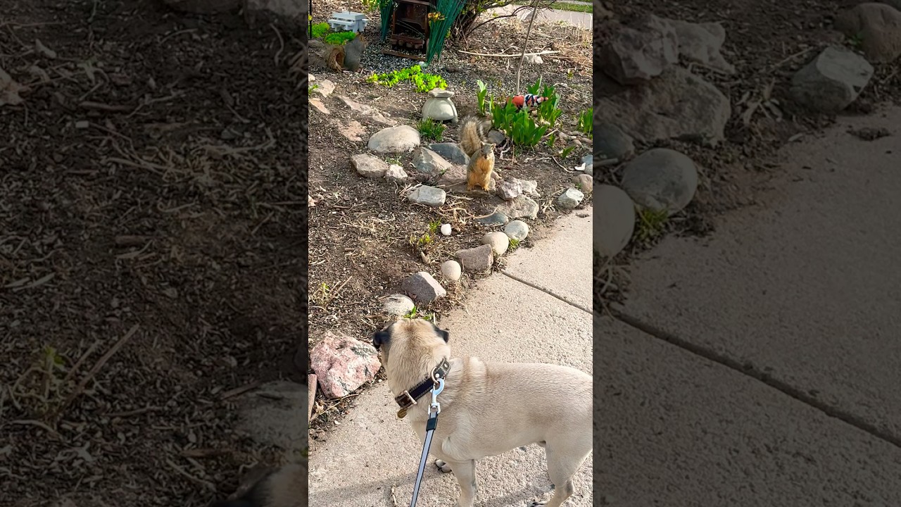 Squirrel speed, pug power..chaos guaranteed!