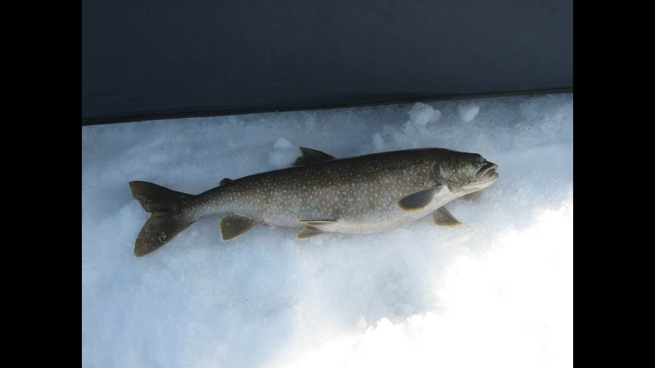 Joey's Huge IceFishing Trout YouTube