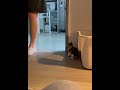 Kitten Hides Behind Wall Then Jumps Out to Surprise Owner