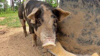 A Guide to Raising Low Maintenance, Healthy Pigs on the Homestead