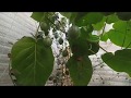 Цифомандра - томатное дерево, можно ли вырастить в квартире.