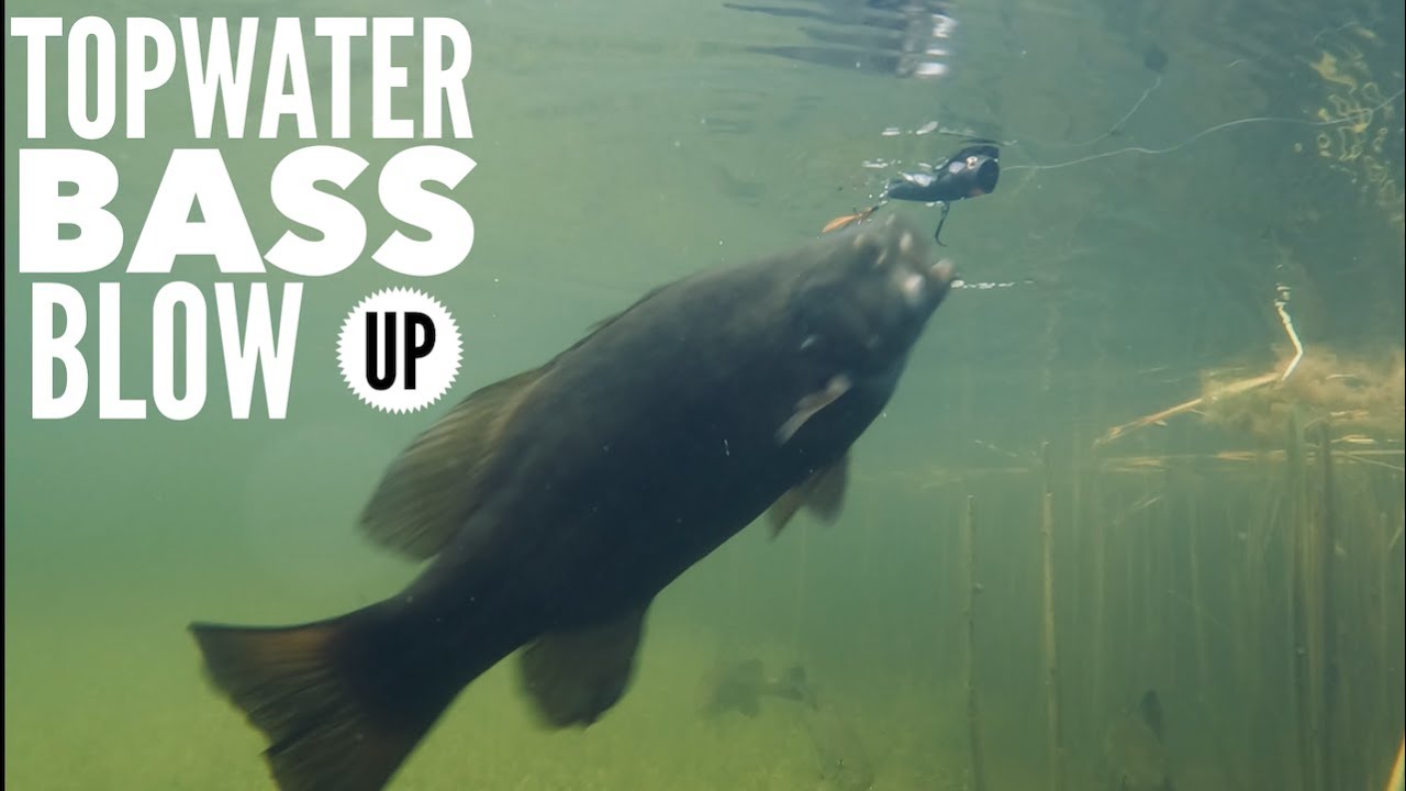 Topwater Bass Blow Up 