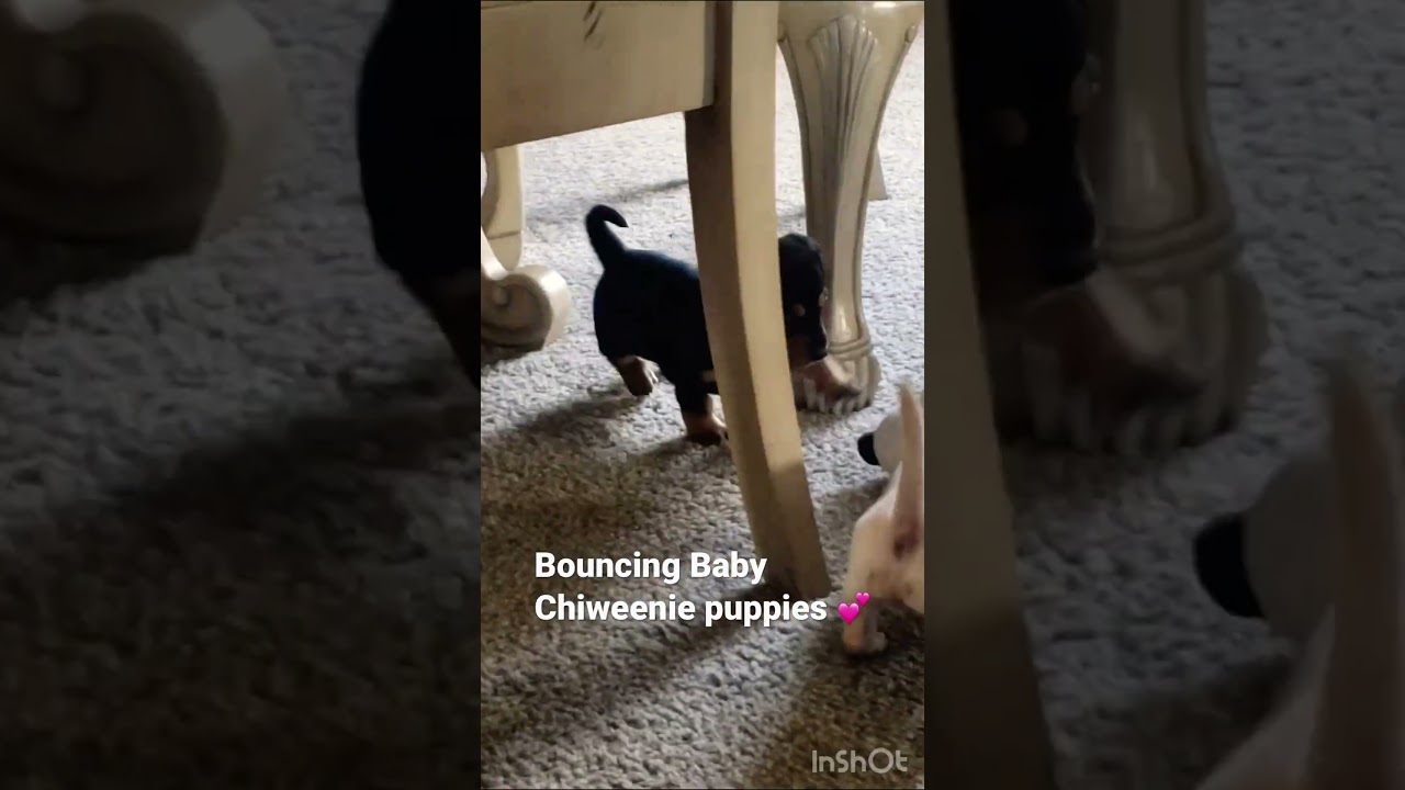 Bouncing baby Chiweenie's💕❤️💕❤️
