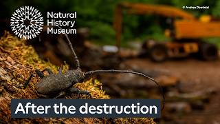 After the Destruction by Andrea Dominizi | Wildlife Photographer of the Year