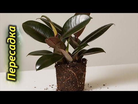 Видео: Пересадка каучукового растения: узнайте, когда и как пересаживать каучуковое дерево