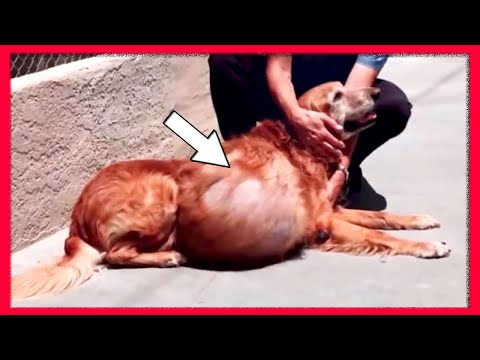 Video: Köpeğinizi To Get (GERÇEKTEN)