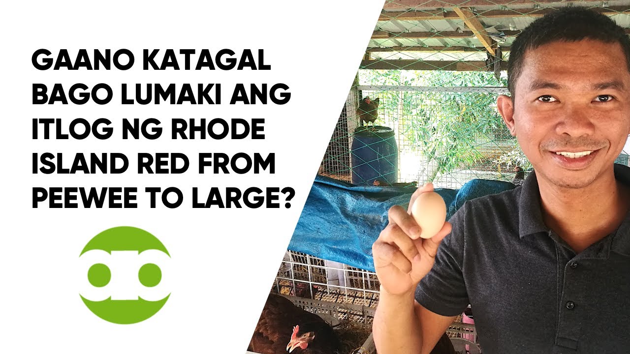 Gaano Katagal Bago Lumaki ang Itlog ng Rhode Island Red from Peewee to Large?