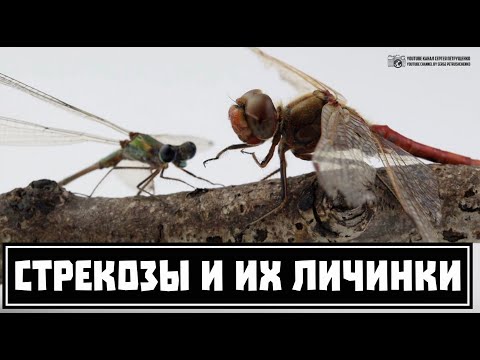 Стрекозы и их личинки. Хищные покорители воды и воздуха. // Clever Cricket