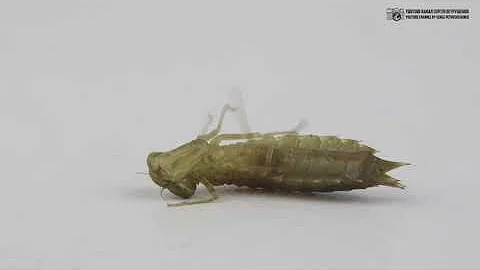 Стрекозы и их личинки. Хищные покорители воды и воздуха. // Clever Cricket