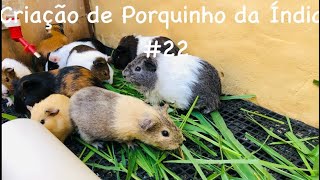 Como Manter o Pelo do seu Porquinho da Índia Bonito