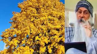 видео: ОШО Философия, Наука, Искусство, как они воздействуют на ум человека. картинка: ОШО Философия, Наука, Искусство, как они воздействуют на ум человека.