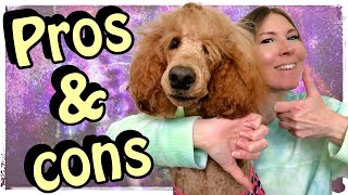 Service dog handler pros & cons | PTSD service dog | #servicedog